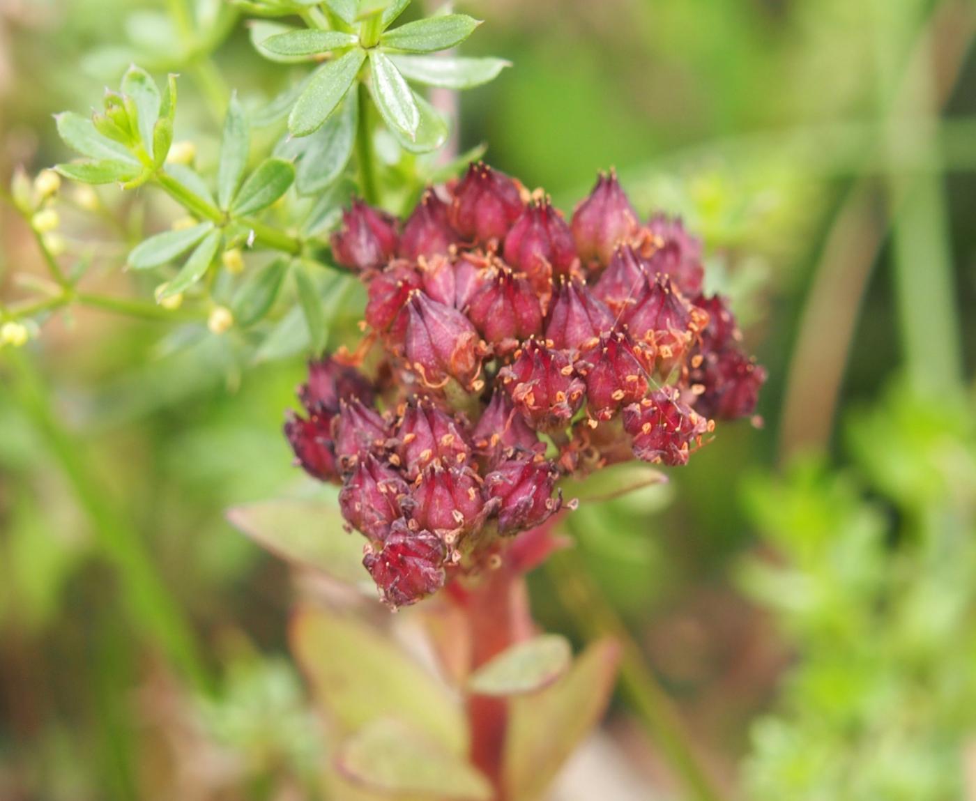 Orpine, Livelong fruit